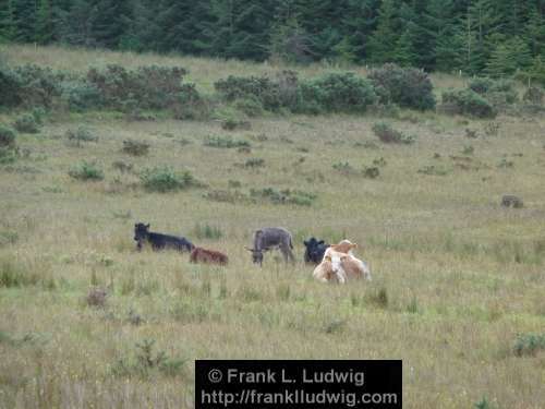 Around Lough Nasool